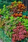 USA, Washington State, Sammamish. Coleus in planters in garden Art Print